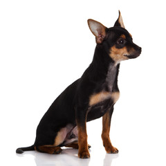 Chihuahua dog on white background.