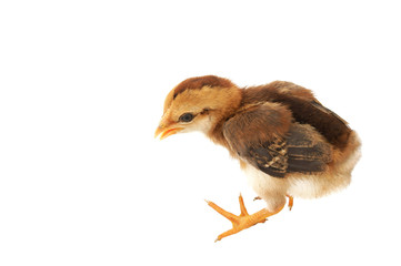 Brown little chicken isolated on the white