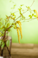 fresh branches of a birch in a glass on a table