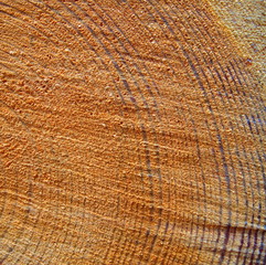 Taglio di un tronco d'albero