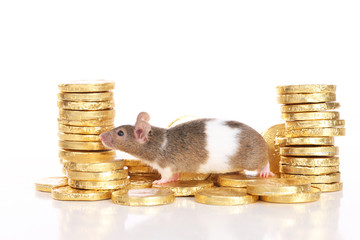  Farbmaus auf Goldmünzen - mouse with gold coins