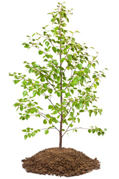 Young birch tree