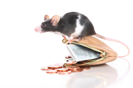 Farbmaus sitzt auf Geldb&ouml;rse - mouse sitting on purse