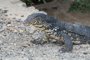 Obraz premium Monitor lizard