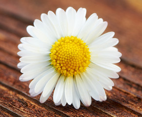 Bellis perennis