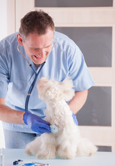 Vet and dog
