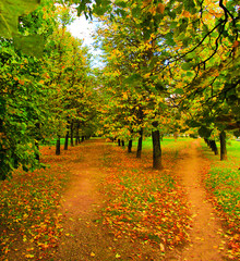 Naklejka premium beautiful colorful autumn park