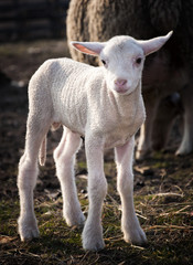 Obraz premium young lamb