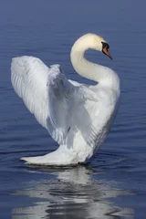 Fotobehang White swan © Ingus Evertovskis