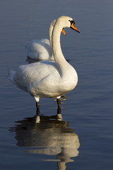 Fototapeta na wymiar white swan