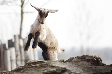 goat