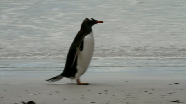 Gentoo penguin runs away