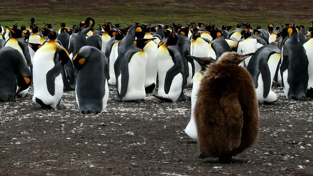 King penguin colony with young penguin sitting in front