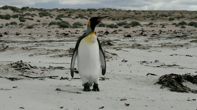 Young king penguin walking on the beach
