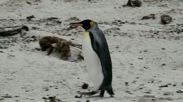 King penguin is walking on the beach
