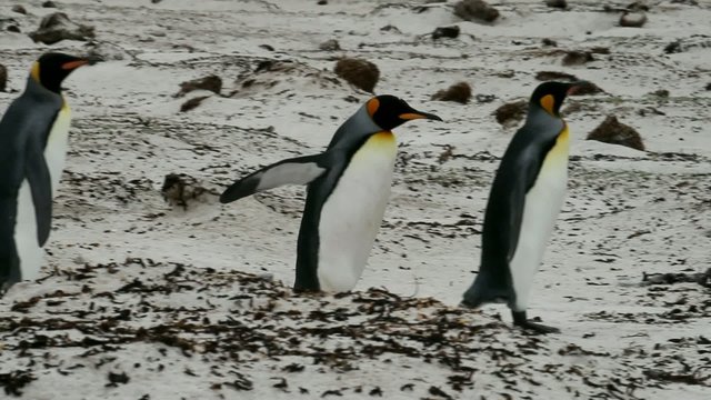 King penguins walking on the beach