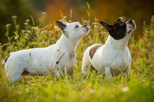Franz&ouml;sische Bulldoggen