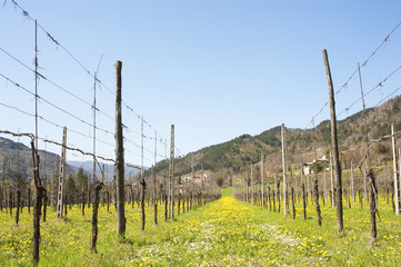 Grape on yellow meadow