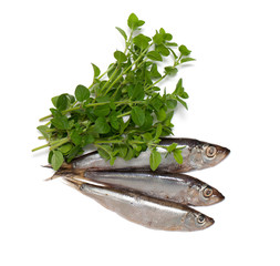 sprat fish