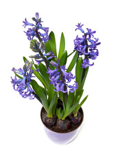 blue hyacinths in pot