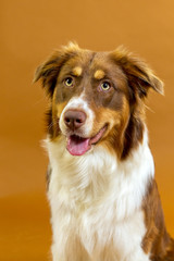 Australian Shepherd Hündin