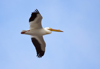 White Pelican Flying over Blue Sky