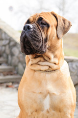 bullmastiff dog portrait