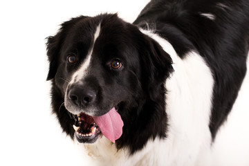 Dog with tongue out on white backdrop