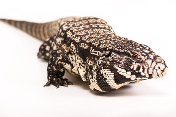 Tegu On white background