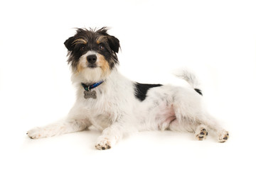 Dog on white background