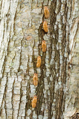 Cicada moulting on trees
