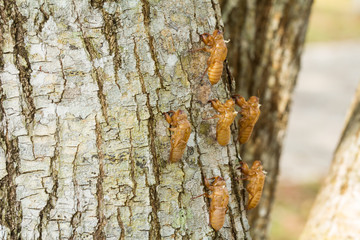Cicada moulting on trees

