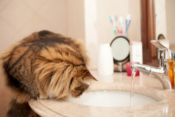 Cat On The Washbasin