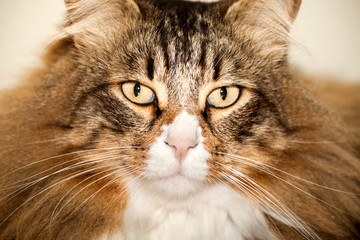Norwegian Cat Portrait