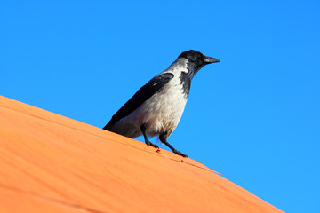 Black crow