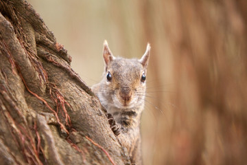 Squirrel on Tree