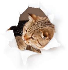 cat in paper side torn hole isolated