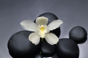 Still life with white orchid on pebble