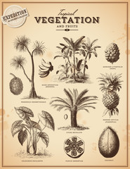 Tropical plants and exotic fruits