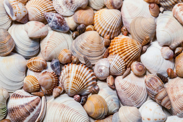 Seashells background