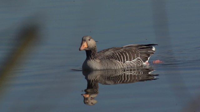 Gans