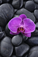 Red orchid with stones texture