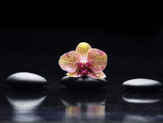 Still life with pink orchid and zen stone