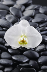 Fototapeta na wymiar macro of white orchid with black stones