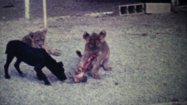 Cute Lion Cubs Chewing On Bone-1979 Vintage 8mm film