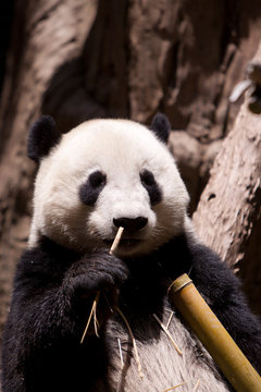 Cute Giant Panda