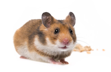 hamster isolated on white background