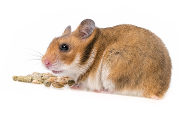hamster eating - isolated on white background