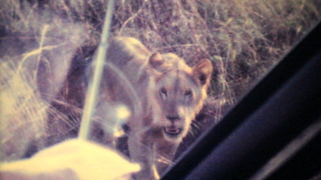 Lions Roaming Through Game Park-1979 Vintage 8mm film
