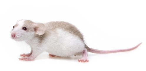 cute little rat - white background